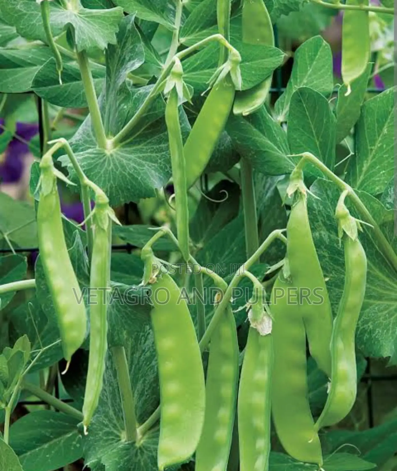 Peas Oregon Ii Seeds