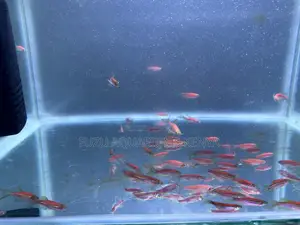 Red Danios Zebra Fish