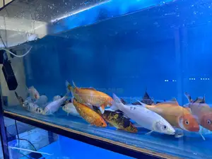 6 Inches Koi Fish