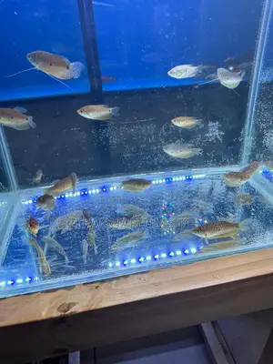 3 Spot Gourami Big