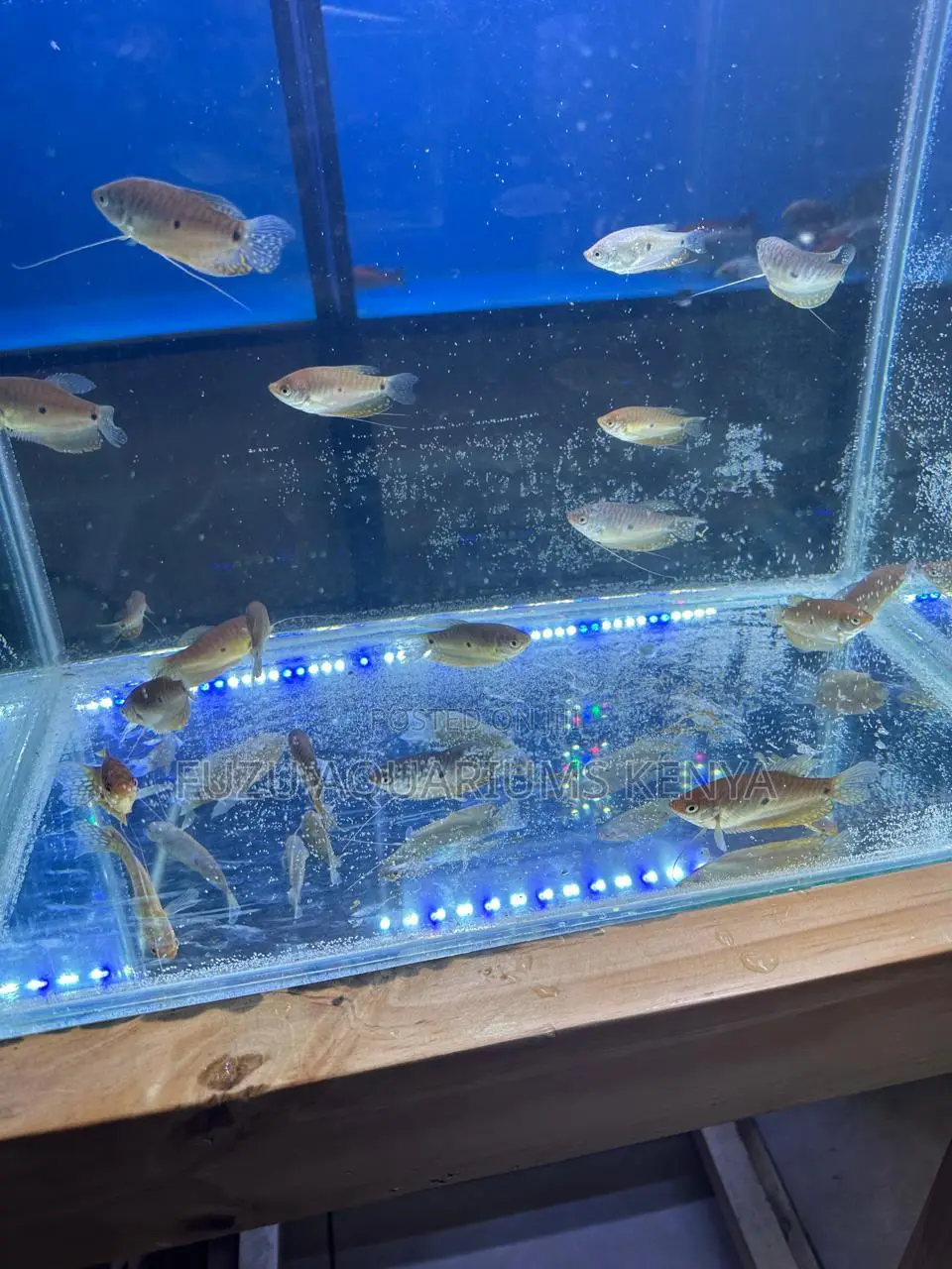 3 Spot Gourami Big