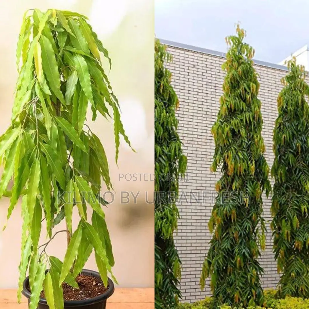 Ashok Tree Seedling