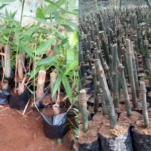 Bamboo Giant Seedling
