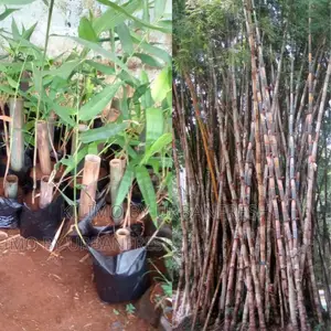 Bamboo Polymopha Tree Seedling