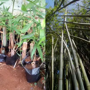 Bamboo Tulda Tree Seedling