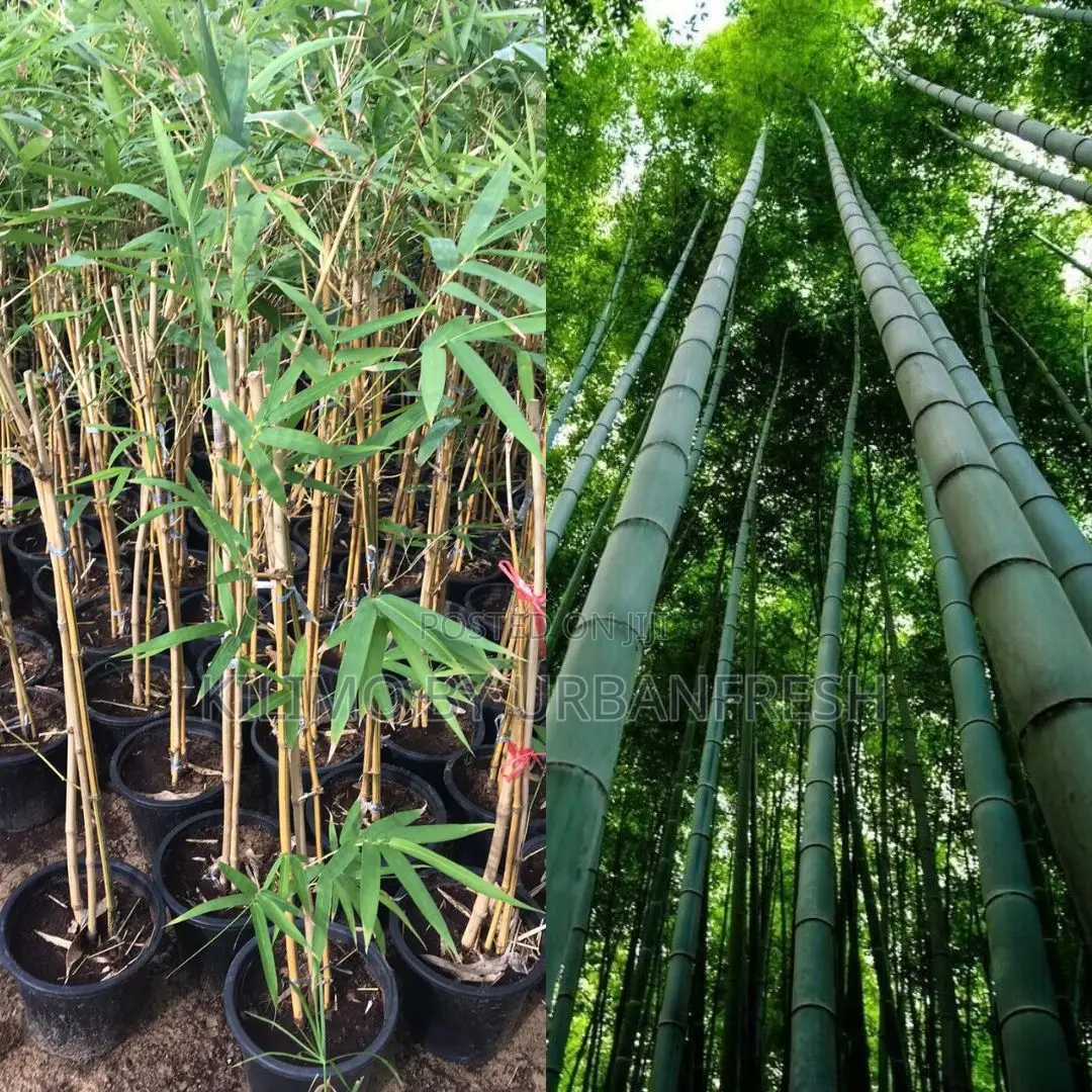 Bamboo Vulgaris Tree Seedling