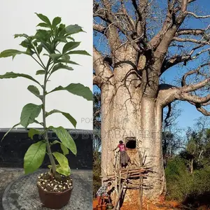 Baobab Tree Seedling