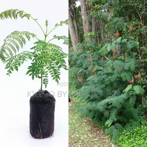 Calliandra Fodder Tree Seedling Moq 20.
