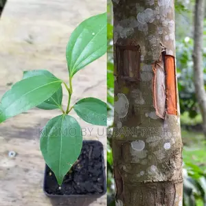 Cinnamon Tree Seedling