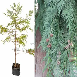 Cedar for Poles Tree Seedling