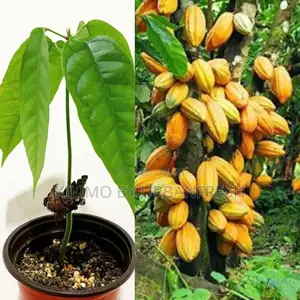 Cocoa Tree Seedling