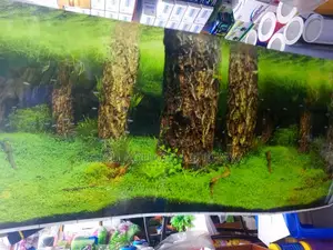 Aquarium Background - Nature