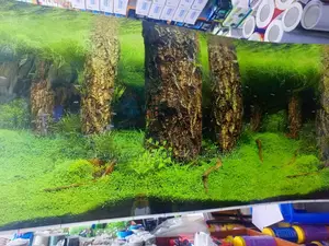Aquarium Background - Nature