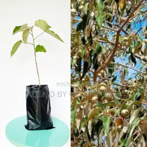 Croton Megalocarpus Tree Seedling (Moq KSHS 3000)