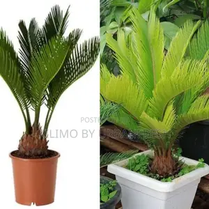 Cycad Palm Tree Seedling