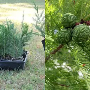Cypress Tree Seedling (Moq KSHS 3000)
