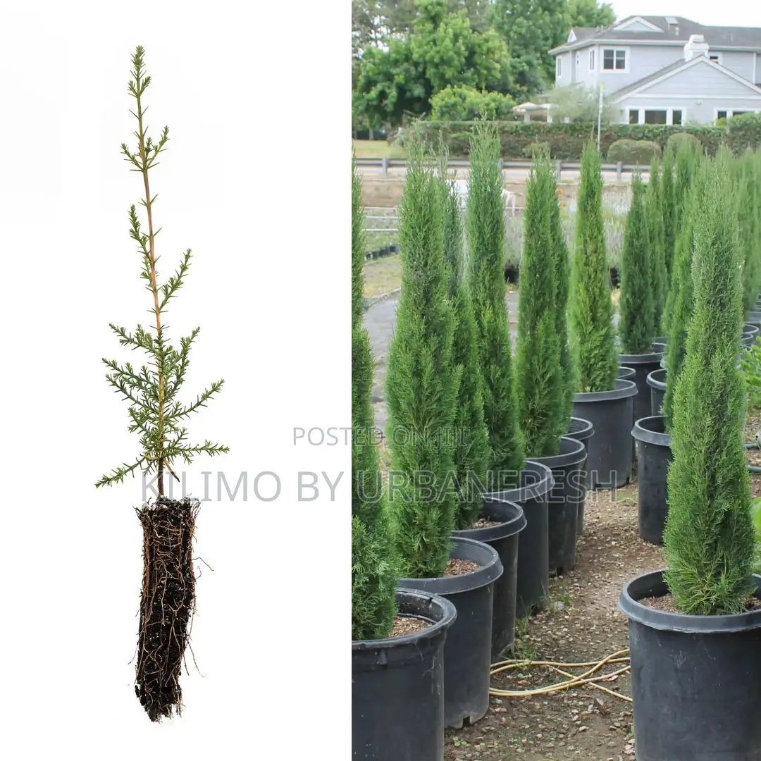 Cypress Italian Tree Seedling.