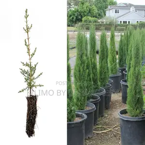 Cypress Italian Tree Seedling.
