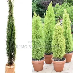 Cypress Ornamental Tree Seedling (Moq KSHS 3000)