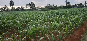 1 Acre For Sale In Sogomo Kapndani In Eldoret Kwa DL