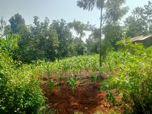 Quarter an Acre on Sale at Kenol
