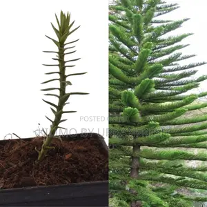 Araucaria Tree Seedling (Moq KSHS 3000)