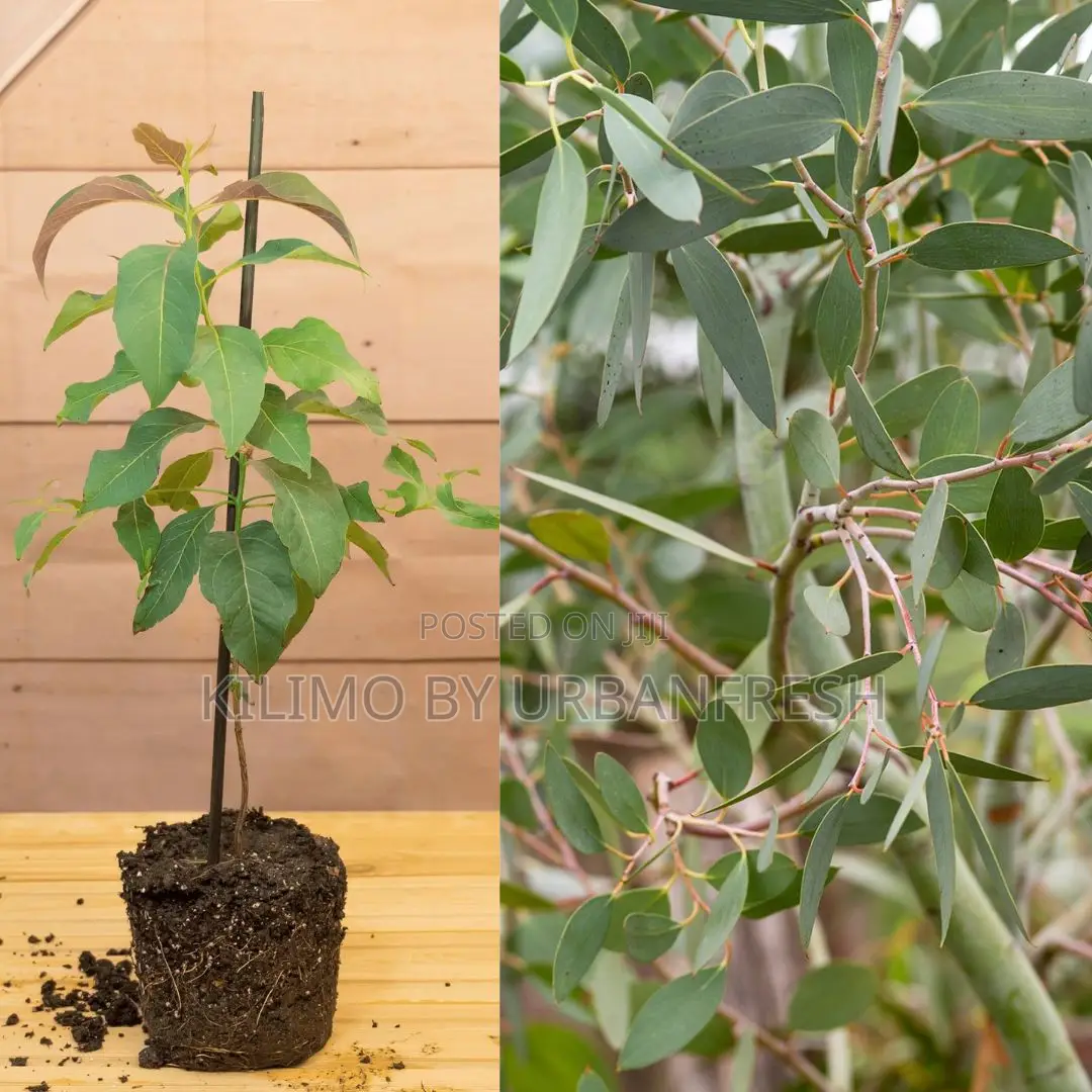 Eucalyptus Camaldulensis Tree Seedling(Moq