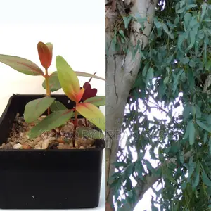 Eucalyptus Globulus Tree Seedling