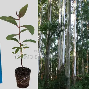 Eucalyptus Grandis Tree Seedling