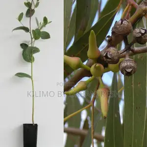 Eucalyptus Hybrid Tree Seedling