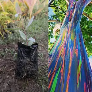 Eucalyptus Rainbow Tree Seedling. Moq 100 Seedlings