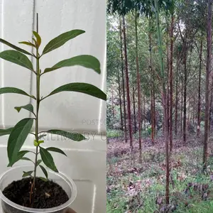 Eucalyptus Urophylla Tree Seedling