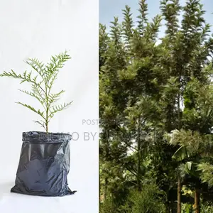 Gravellia Robusta Tree Seedling