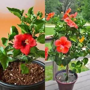 Hibiscus Flower Tree Seedling (Moq KSHS 3000)