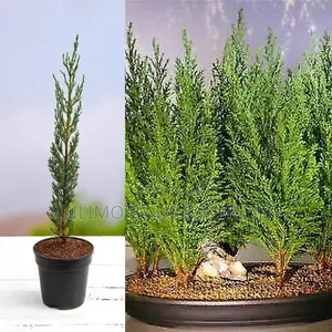 Italian Cypress Tree Seedling (Moq KSHS 3000)