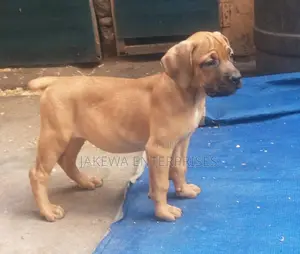 1-3 months Female Purebred Boerboel