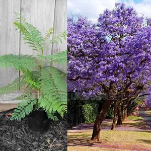 Jacaranda Tree Seedling