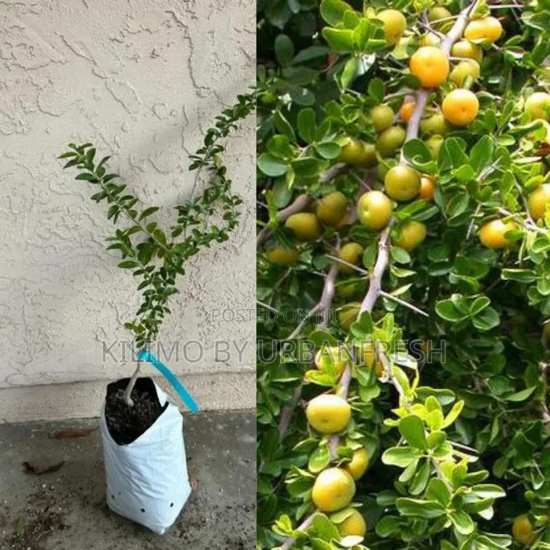 Kei Apple (Kayamba) Tree Seedling
