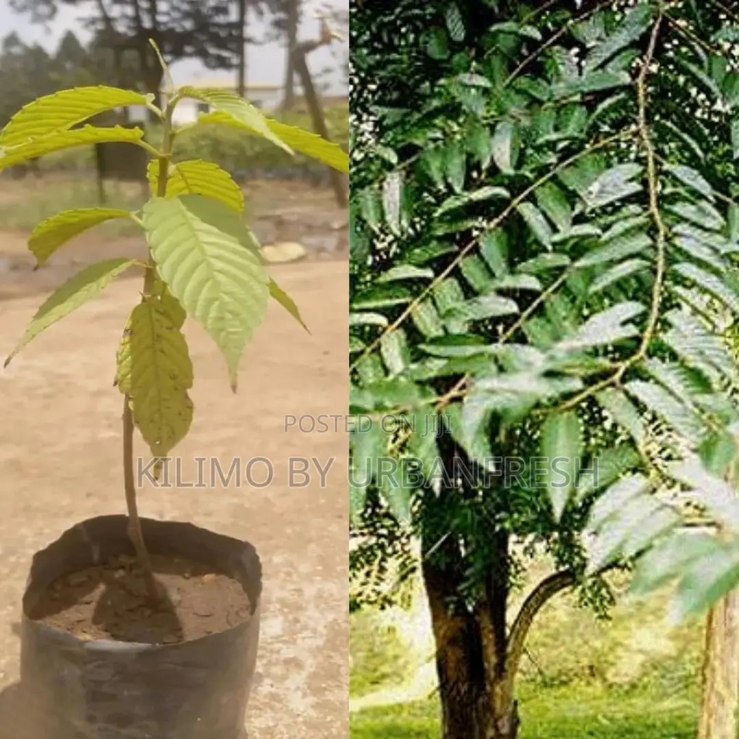 Maesopsys Eminii Tree Seedling