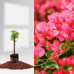 Bougainvillea Tree Seedling