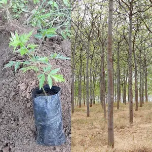 Melia Volkensii (Mukau) Tree Seedling Moq KSHS 3000