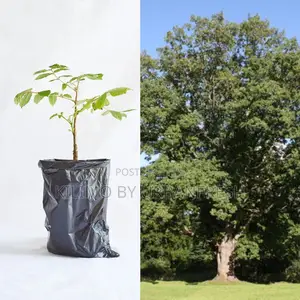 Meru Oak Tree Seedling Moq KSHS 3000