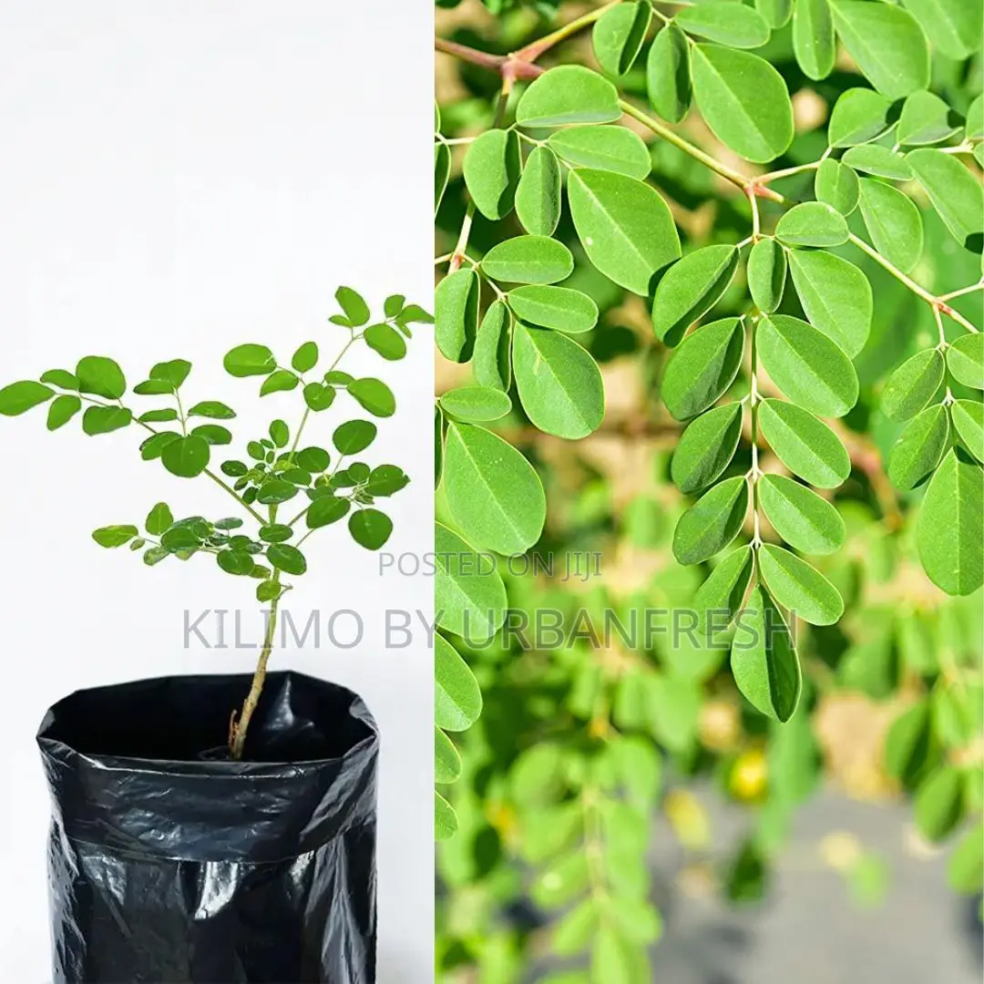 Moringa Tree Seedling Moq KSHS 3000