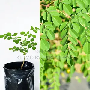 Moringa Tree Seedling Moq KSHS 3000