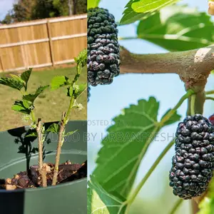 Mulberry Fodder Seedling (Moq KSHS 3000)