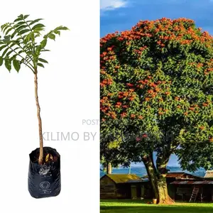 Nandi Flame Tree Seedling Moq KSHS 3000