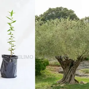 Olive Tree Seedling Moq KSHS 3000