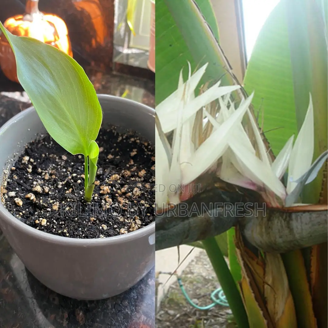 Paradise Palm Tree Seedling Moq KSHS 3000