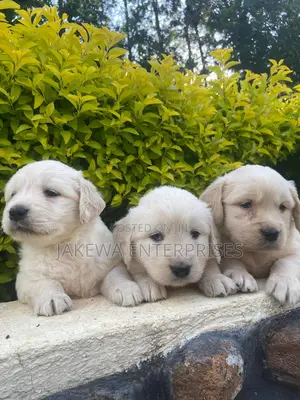 1-3 months Male Purebred Golden Retriever