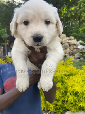 1-3 months Male Purebred Golden Retriever